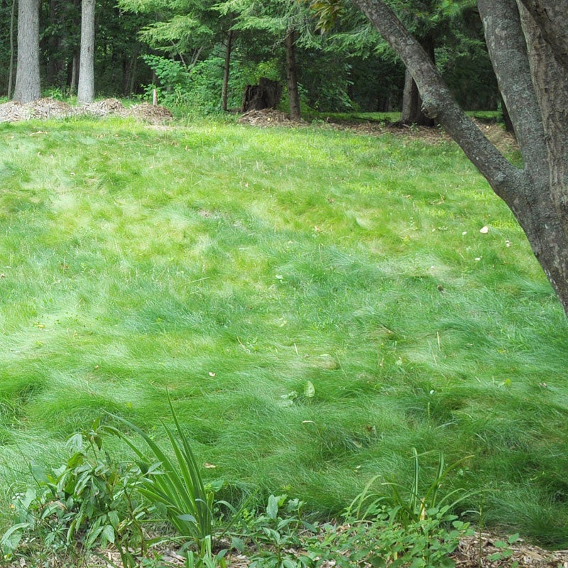 Evergreen, no-mowing lawn seeds