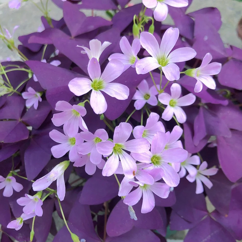 ✨Rabatt zum halben Preis🩷Oxalis-Samen🌈Regenbogenserie