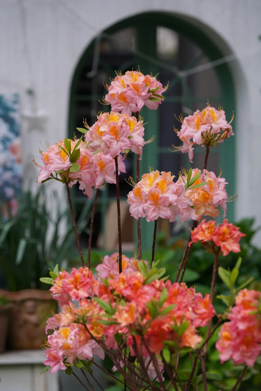 Deciduous Rhododendron