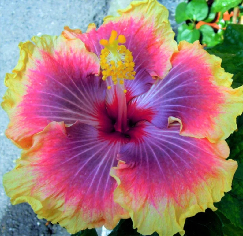 Beautiful Cosmic Dancer Hibiscus