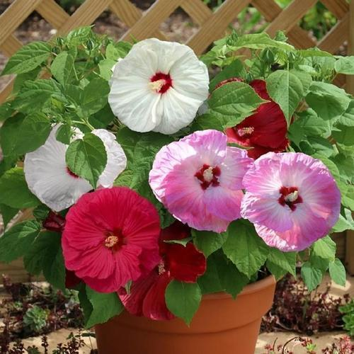Hibiscus Grandiflora