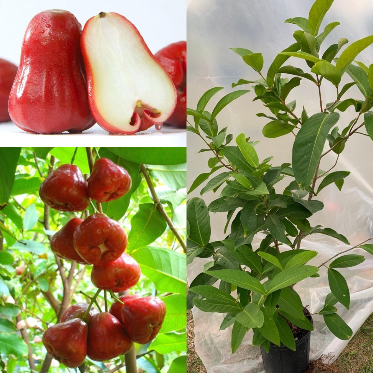 Four-Season Wax Apple Seeds