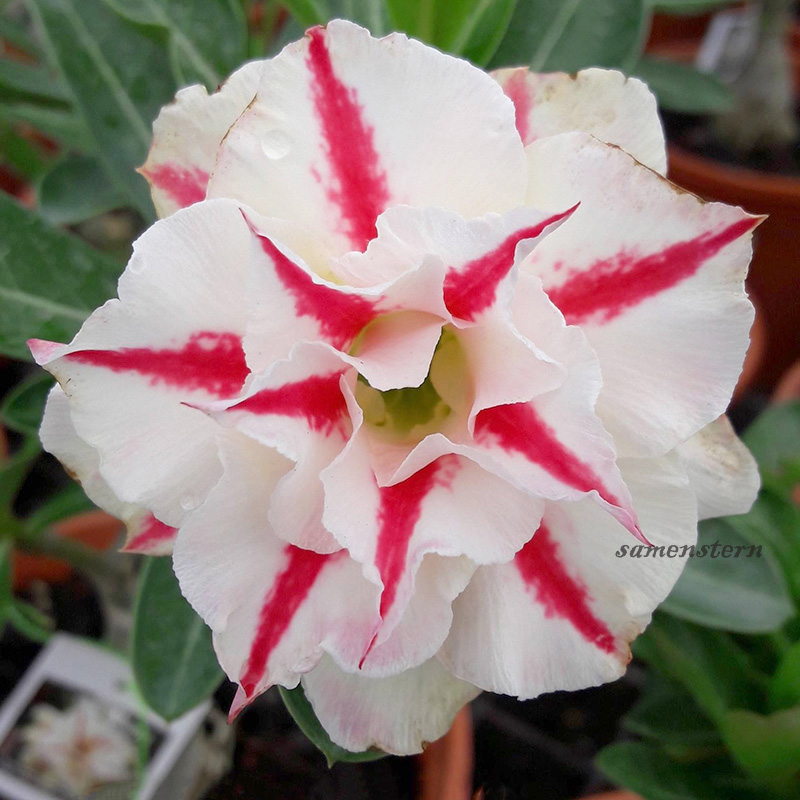 🚀Erstaunliche Pflanzen💖Wüstenrosensamen🌱Super einfach zu züchten