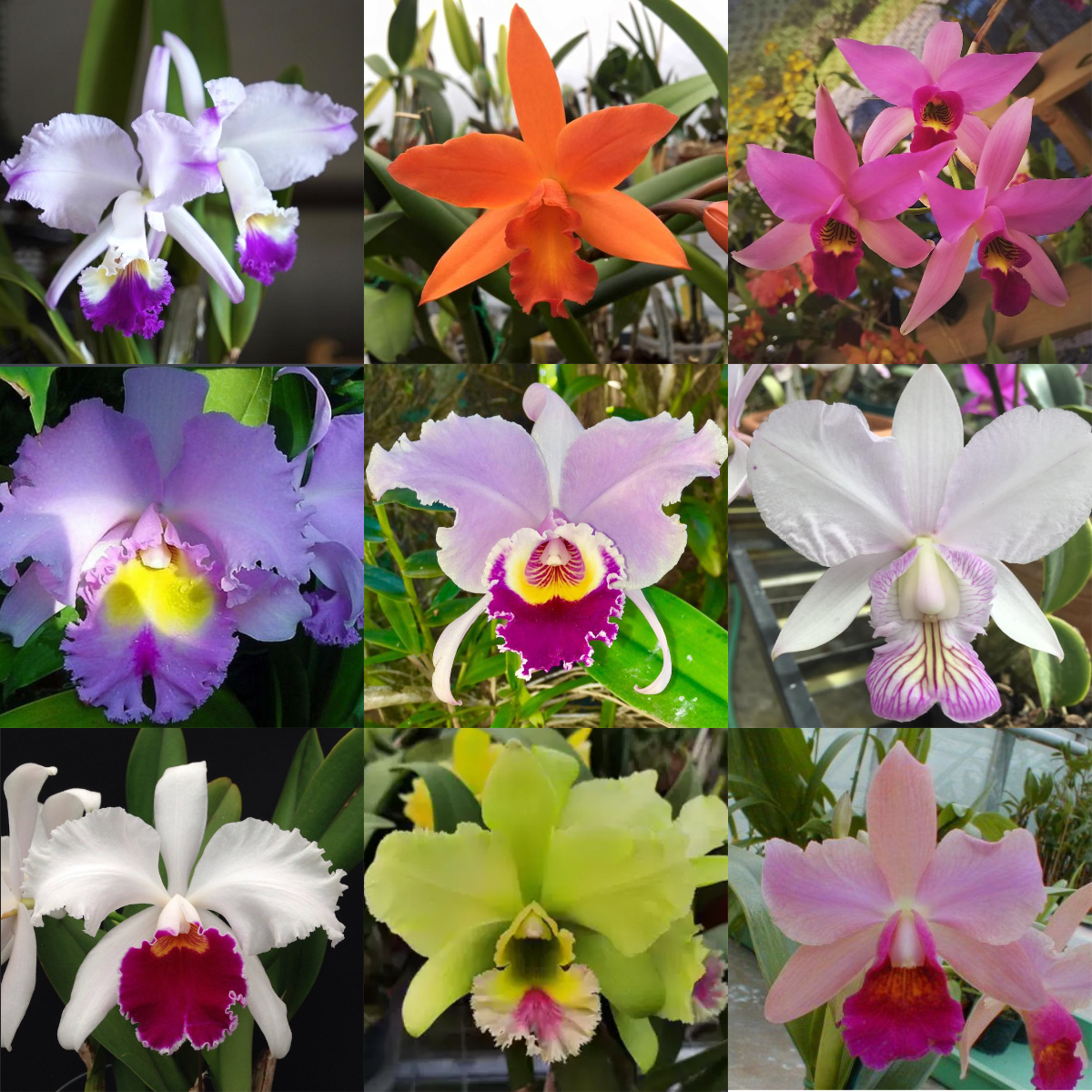 Orchids Cattleya Flower Seeds Rare 9 Kinds Home Plant Perennial Bonsai-chloriseeds