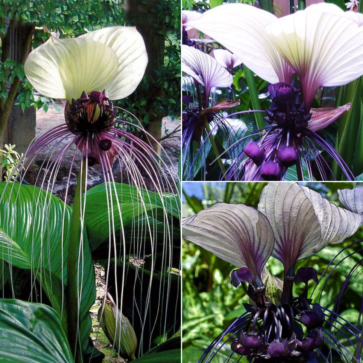 Angel Trumpet Double Purple Flower Seeds Brugmansia Datura