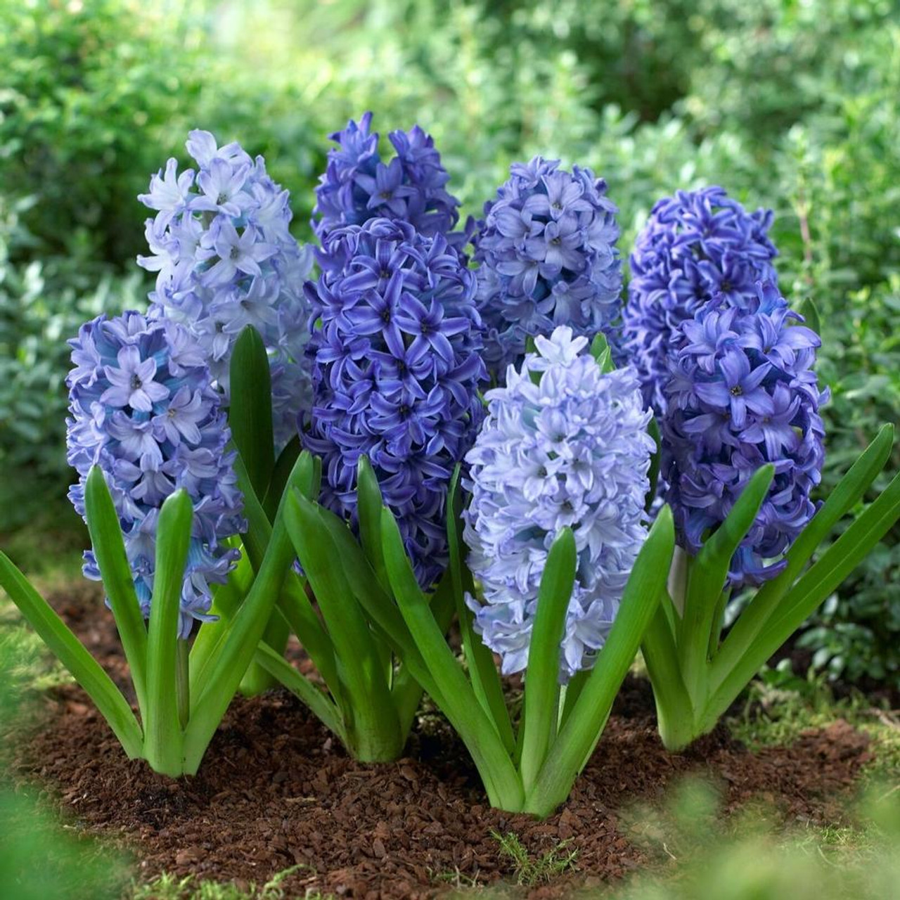 Mixed Color Hyacinth Seeds-chloriseeds