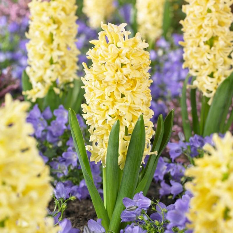 Mixed Color Hyacinth Seeds-chloriseeds