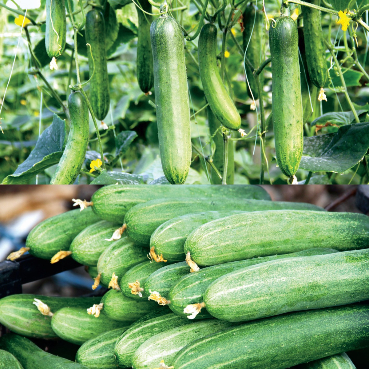 Fruit Cucumber Seeds