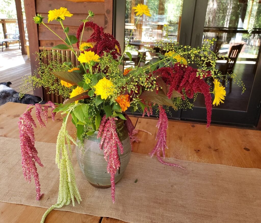 Amaranth Seeds- Love Lies Bleeding