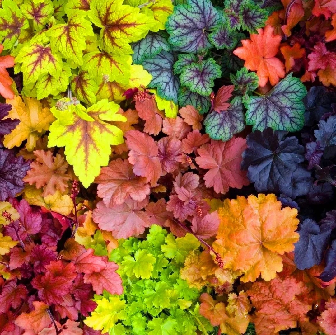 Mixed Rainbow Alum Root Seeds – 🌈 A Stunning Addition to Your Garden!