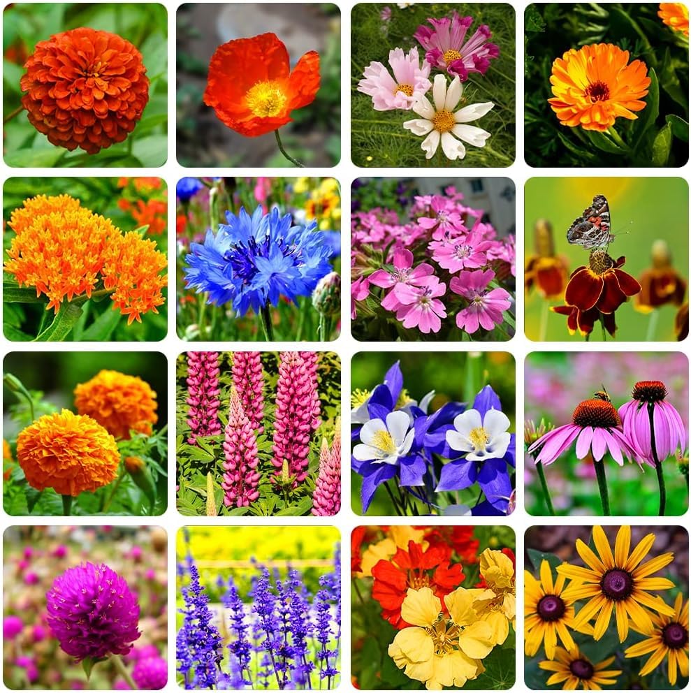 Mixed Perennial Flowers for All Seasons – 50+ Kinds