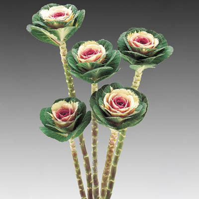 Ornamental Kale Cut Flower Collection Seed-chloriseeds