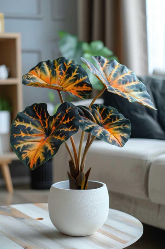 Rare Alocasias Seeds