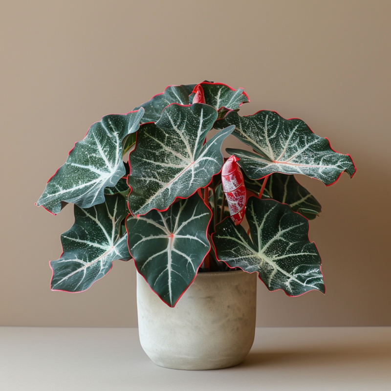 Rare Alocasias Seeds