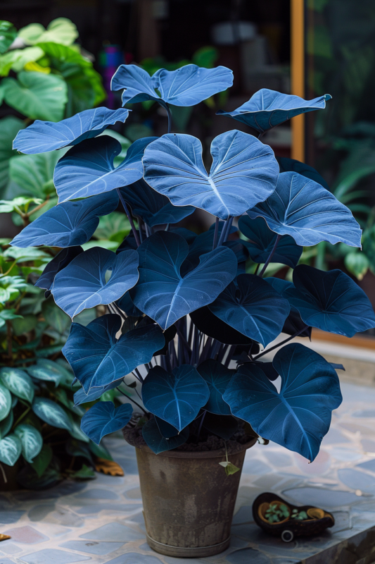 Rare Alocasias Seeds