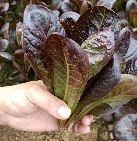 Coffee Leaf lettuce Seeds-Harvest Within 30 days-Fewer pests