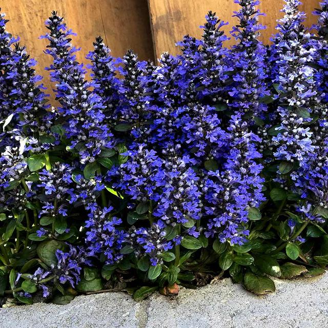 🌿 Ajuga Reptans Seeds – The Perfect Ground Cover for Any Garden! 🌸✨