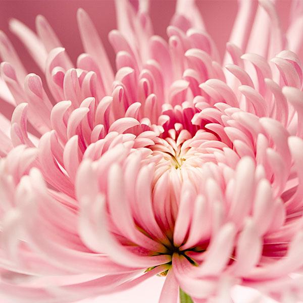 Sweet Pink Helichrysum Strawflower Seeds-chloriseeds