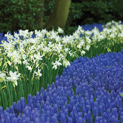 Grape Hyacinth Bulbs