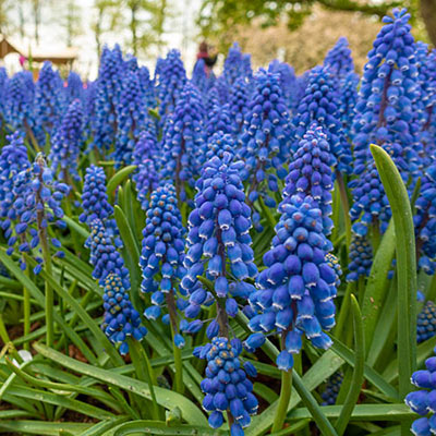 Grape Hyacinth Bulbs