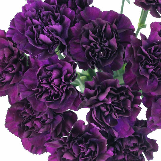 Carnation Seeds - Grenadin King of Blacks-chloriseeds