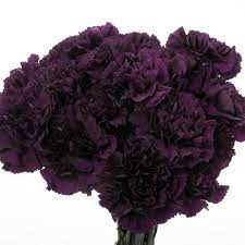 Carnation Seeds - Grenadin King of Blacks-chloriseeds