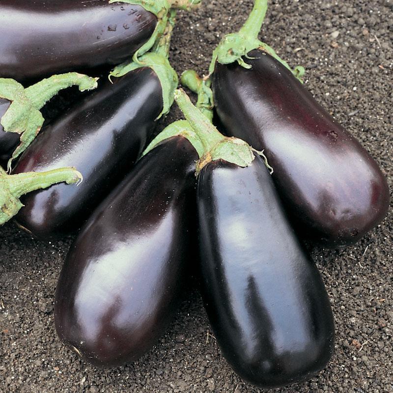 Eggplant Classic F1-chloriseeds