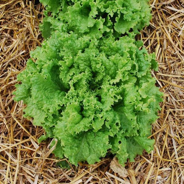 Lettuce Bergam's Green-chloriseeds