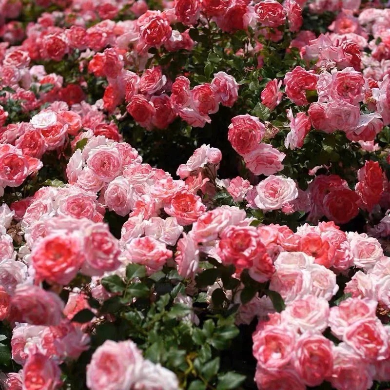 Mixed Beautiful Climbing Rose Seeds