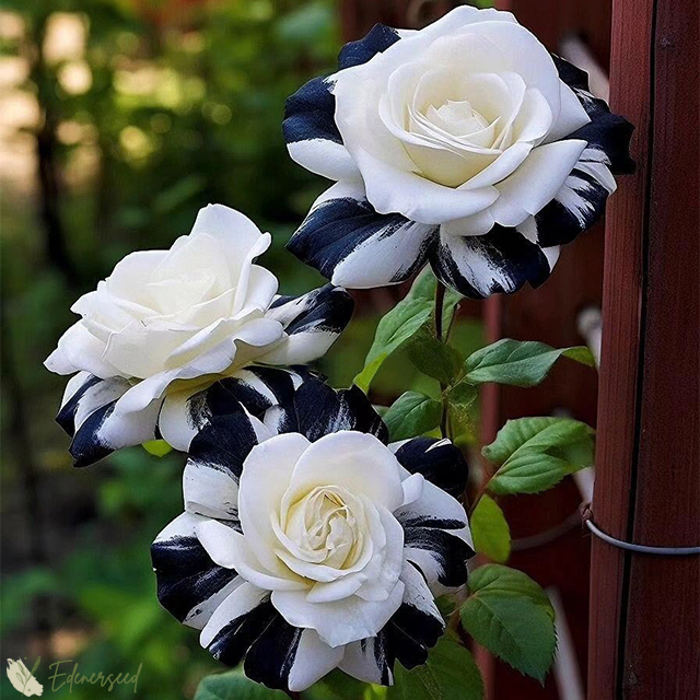 💙BLAUE ZAUBERROSENSAMEN✨