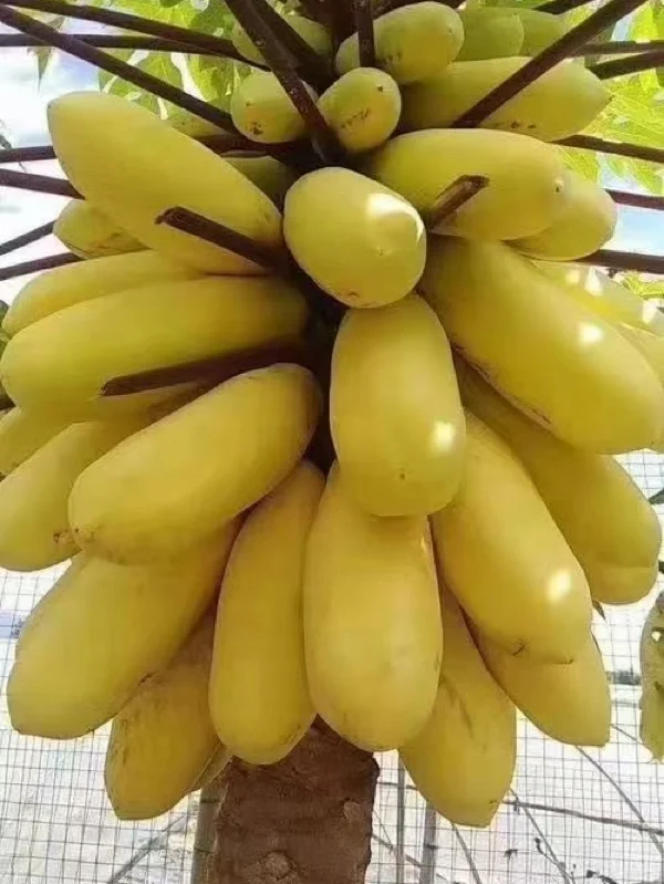 Golden Cream Papaya Seeds