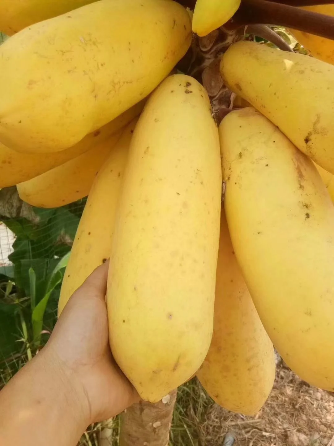 Golden Cream Papaya Seeds