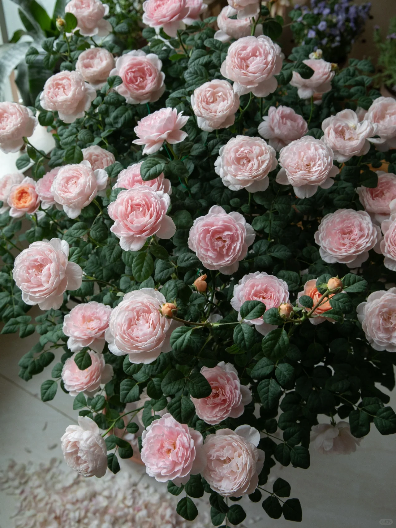 Rare Multi-Color Rose Seeds🌹🎨