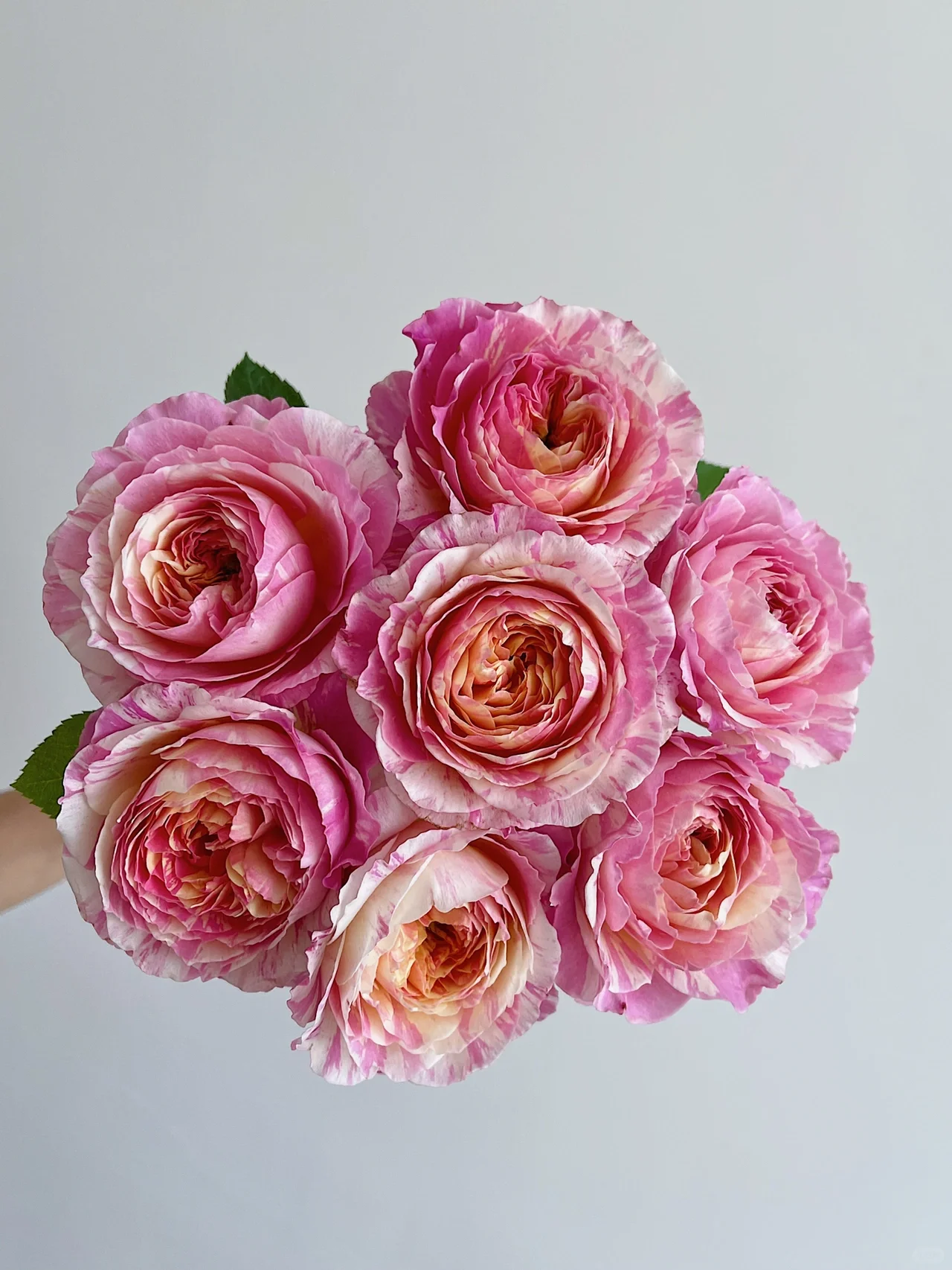 Rare Multi-Color Rose Seeds🎨🌹