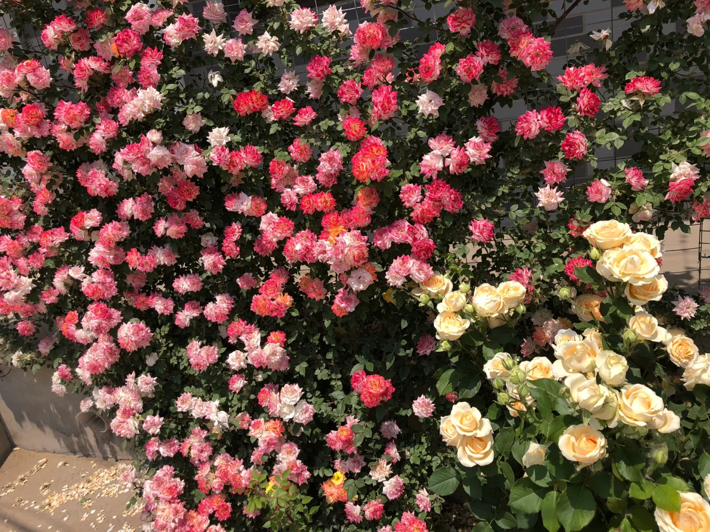 Rainbow's End, Cl Seeds, Climbing rose Seeds, Savaclend Seeds, Rainbow Wonderland Seeds