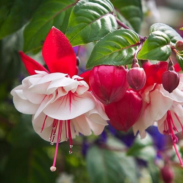 🧚‍♀️Fuchsia Flower Seeds-The fairy flower