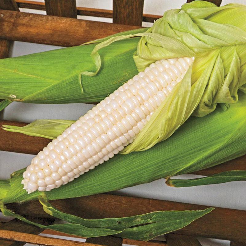 Sweet Corn Freedom MXR F1-chloriseeds