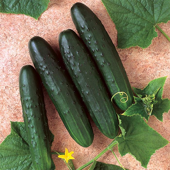 Cucumber Paraiso F1 Organic-chloriseeds