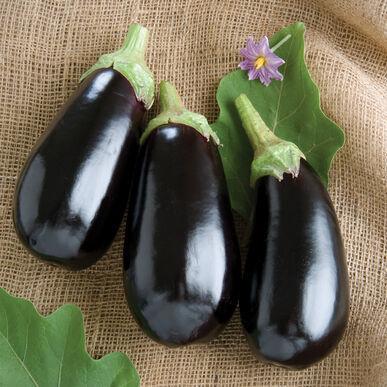 Eggplant Classic F1-chloriseeds