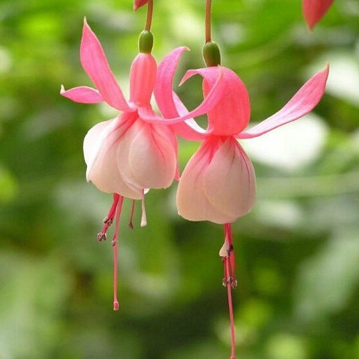 🧚‍♀️Fuchsia Flower Seeds-The fairy flower