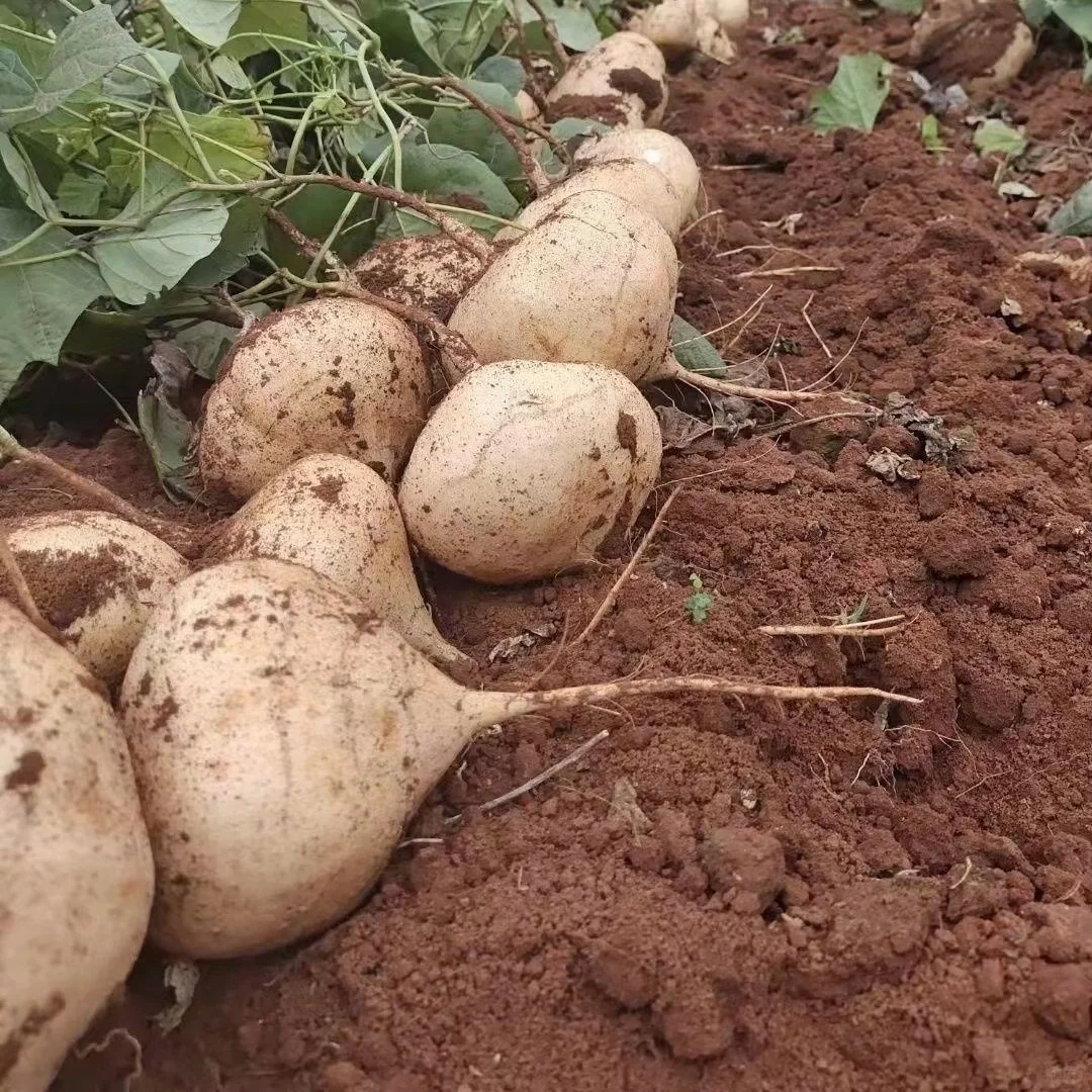 Jicama Seeds, Pachyrhizus erosus Seeds-chloriseeds