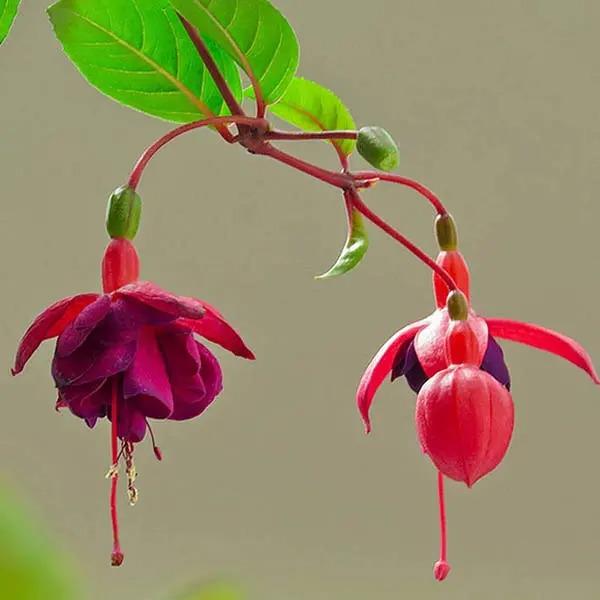 Fuchsia Hybrida Voss Seeds The fairy flower-chloriseeds
