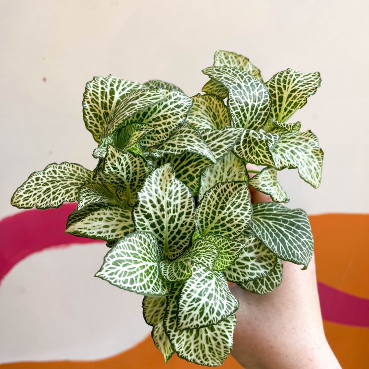 Fittonia Seeds, Nerve Plant Seeds, Mosaic Seeds