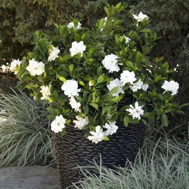 Big Leaf Gardenia Seeds