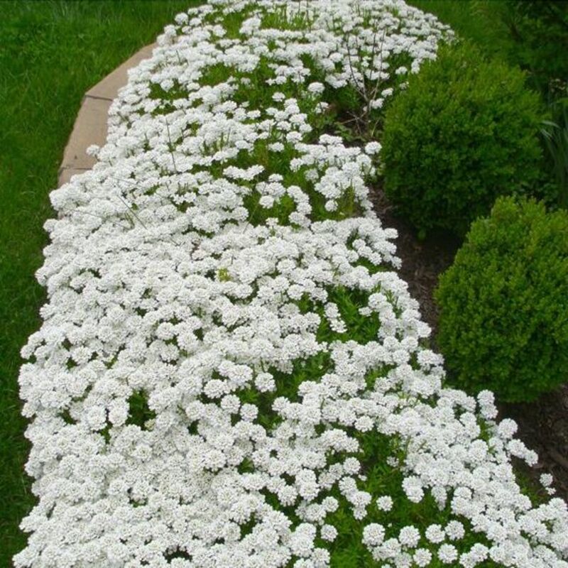 🌈Multi-color creeping thyme seeds--✨Decorate your garden