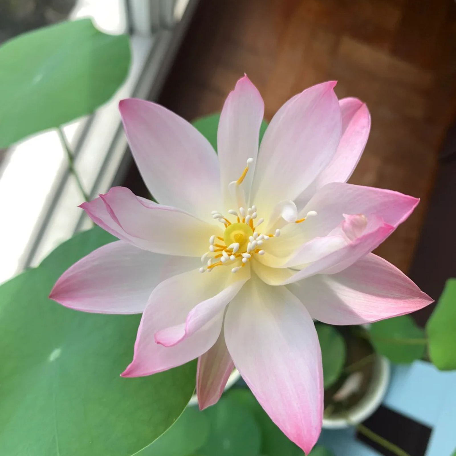 Sacred Bonsai Lotus Flower Seeds