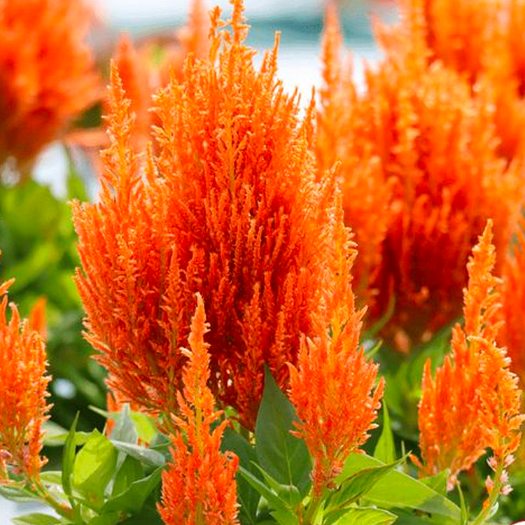 Pampas Plume Celosia Seeds