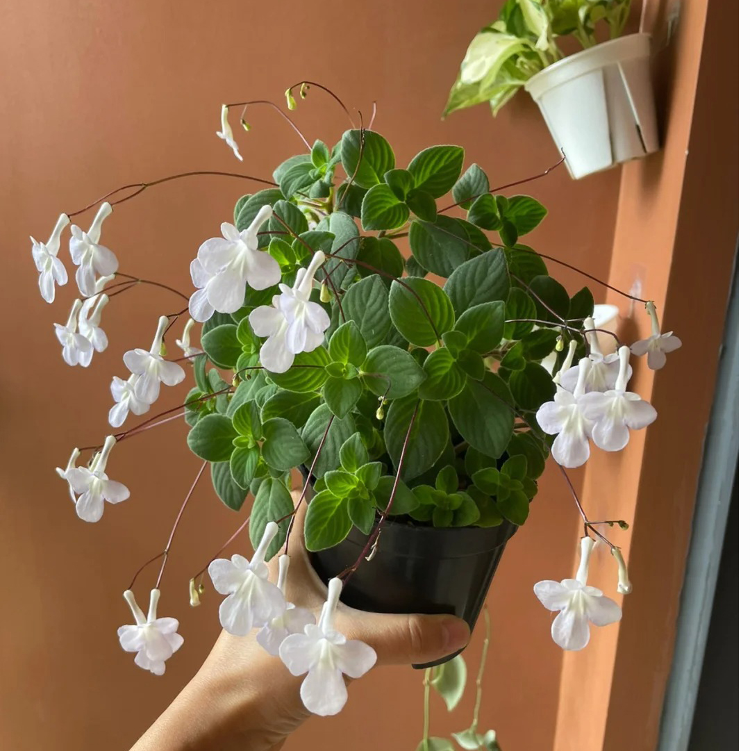 Streptocarpus saxorum Seeds