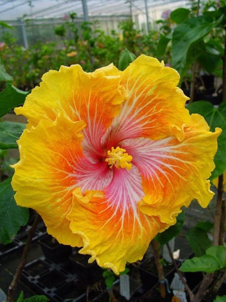 Beautiful Cosmic Dancer Hibiscus