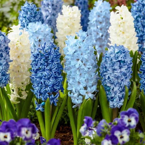 Mix Hyacinth Bulbs